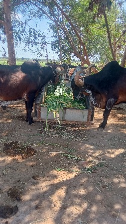 જામ્બા દેશી