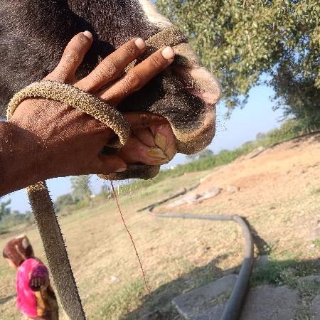 થંબનેલ 3