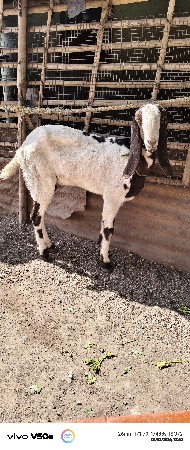 તોતાપુરી બકરી બે દાંતે