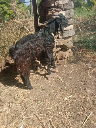 થંબનેલ 3