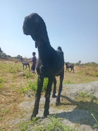 એક બકરી દૂધની છે