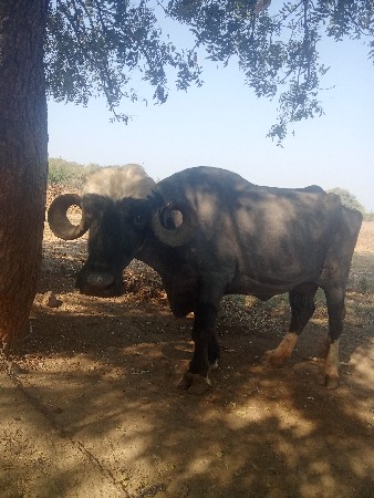 थंबनेल 2