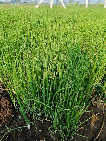 પીળી પતિ ડુંગળીનો રોગ વેચવાનો છે