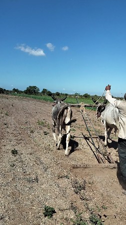 વાછડા વેચવાના