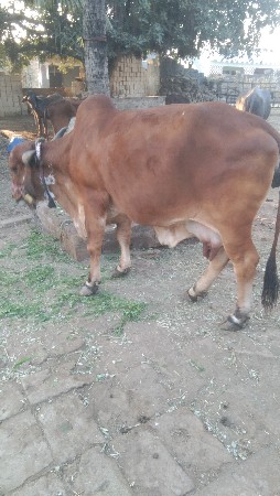 થંબનેલ 3