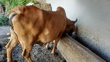 थंबनेल 2