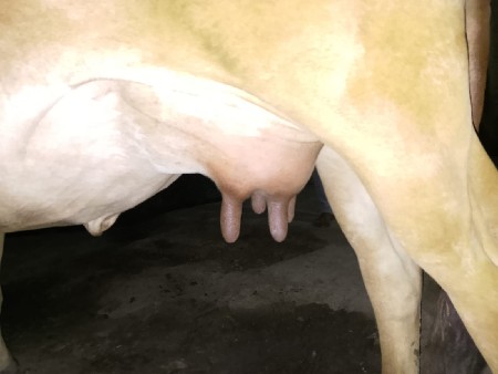 હોડકી વેસવાની છે