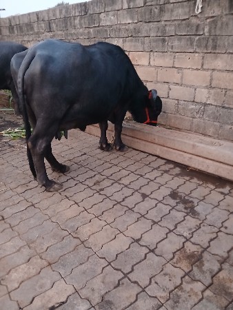 थंबनेल 3