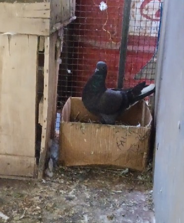 थंबनेल 2