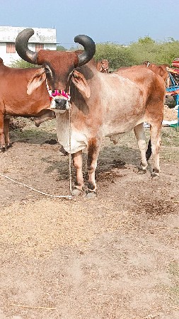 ચોથી ચોથી ધર્મ