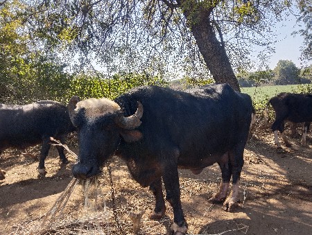 10=દિવસ ની કાચી