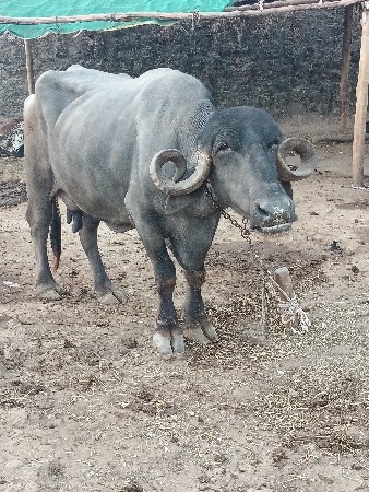 ભેંસ વેચવાની છે