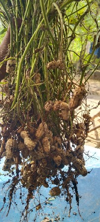 g_22 mandvi બિયારણ