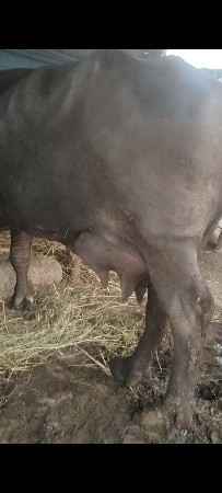 ભેંશ વેચવ