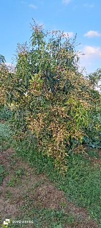 કેસર આંબા નો ઇજારો વેચવાનો છે .