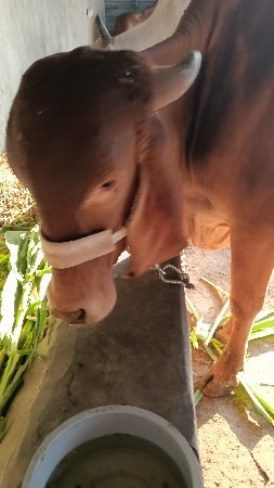 ગીર સોન કપીલા