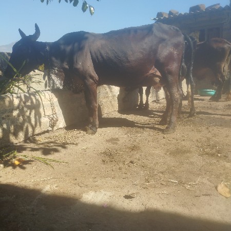 ઞાય. વેશવાનીશે