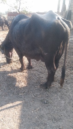 બે ભેંસ વેચવાની છે