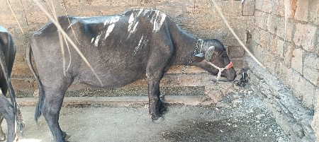 ખડેલી વેચવાની છે