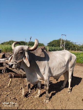 બળદ વેચવાનો છે.