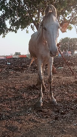 थंबनेल 2