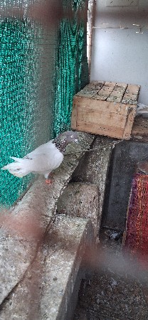 થંબનેલ 3