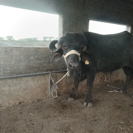 થંબનેલ 2