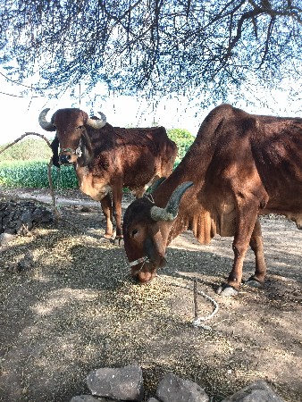 દેશી બળદ વેચવાના છે