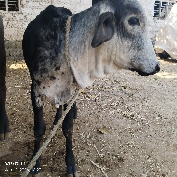 વાછડી આપી દેવાની છે