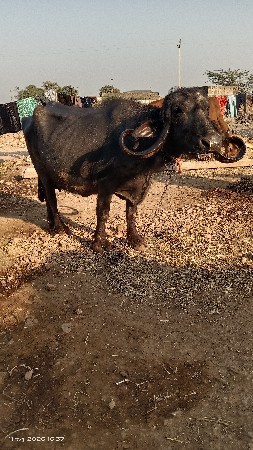 ભેંસ વેચવાની છે