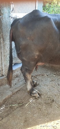 3 વેતર વિયાણી