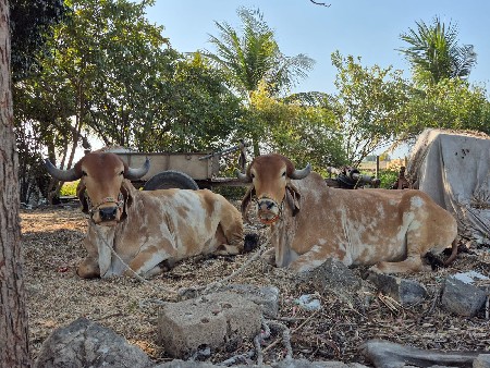 બળદ વેચવાના છે