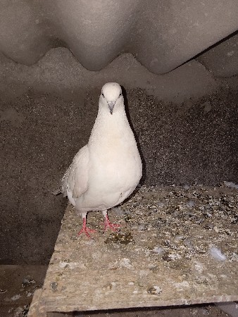 કબુતર વેચવાનું છે