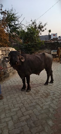 थंबनेल 3