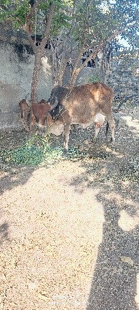 ગાય વેચવાની છે