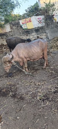 थंबनेल 3