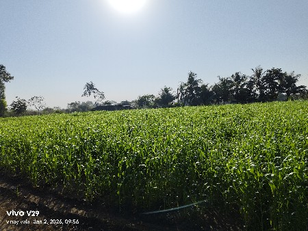 જવાર નો લીલો ચારો વેચવાનો સે