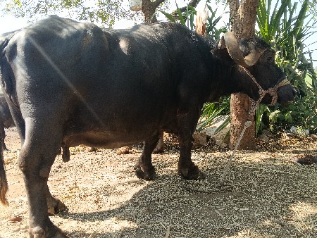 थंबनेल 2