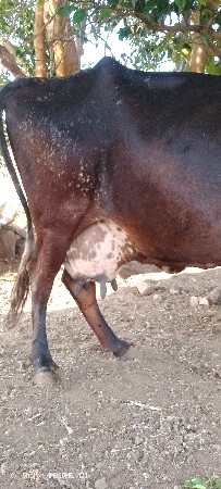 ગાય વેસવા ની સે જર્સી