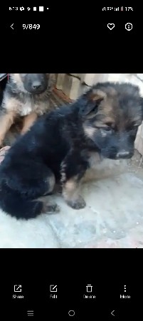 જર્મન શેફર્ડ ફિમેલ ડબલ કોડ