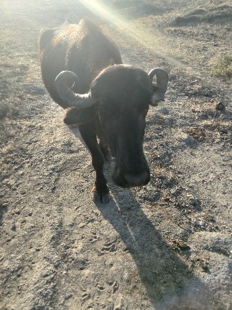 રાજ ગઢવી