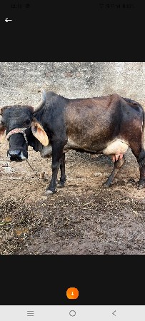 ગાય વેસવા ની સે