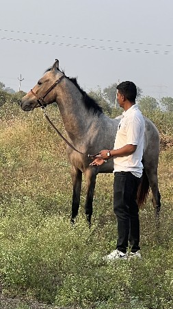 थंबनेल 3