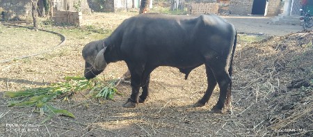 પાડો વેશ વાનો છેં 7વર્ષ નોં