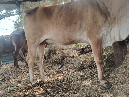 થંબનેલ 3