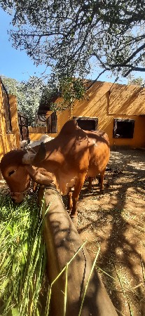 ગાય વેચવાની છે