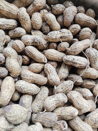 મગફળી જી  ૪૫