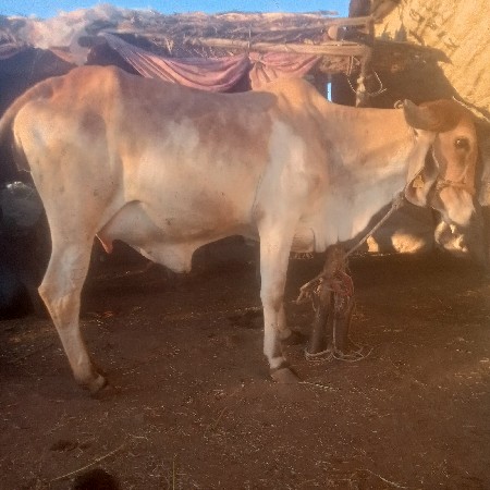 थंबनेल 3