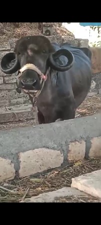 ત્રીજુ વેતર.... નિચે પાડો...