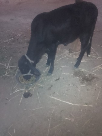 કાળી ગીર વાચડી વેચવાની છે